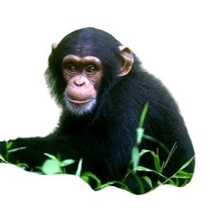 Meet your Posher, Chimp